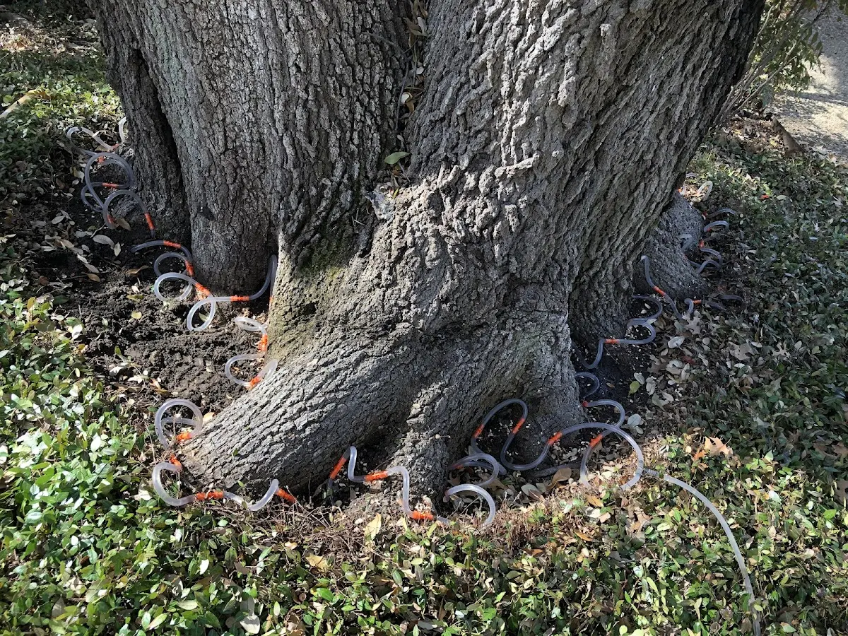 Detailed Tree Cabling and Bracing job site in Stockbridge