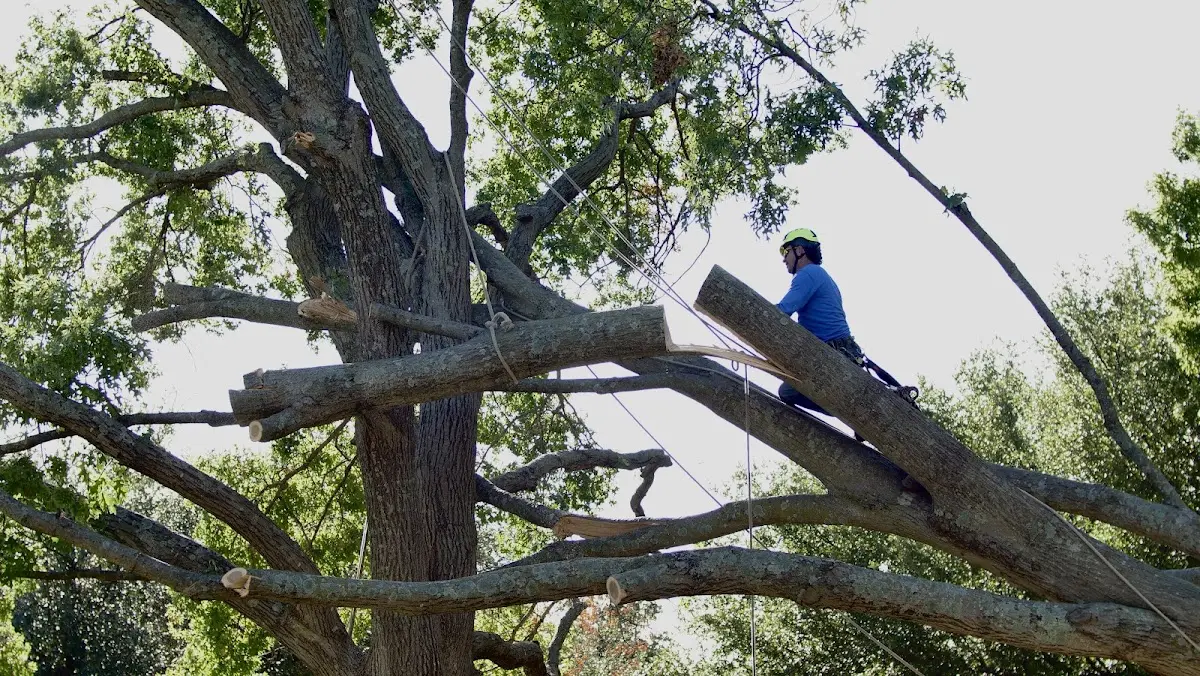 Professional Hazardous Tree Removal performed by certified arborists in Stockbridge