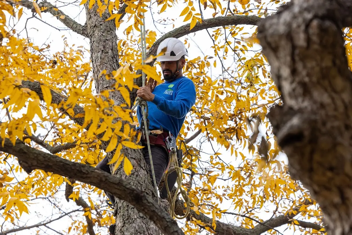 Skilled Tree Transplanting crew working in Stockbridge